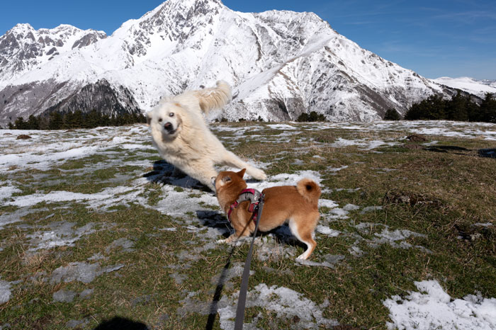 Jeux entre un patou et un shiba